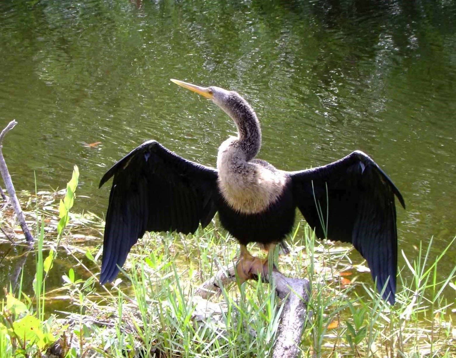 Anhinga