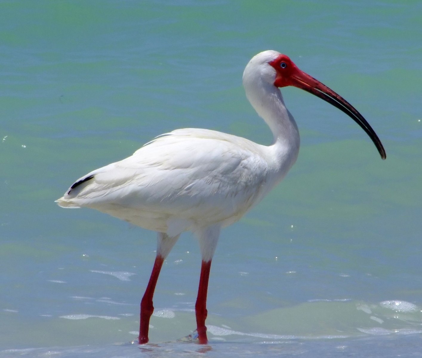 White Ibis