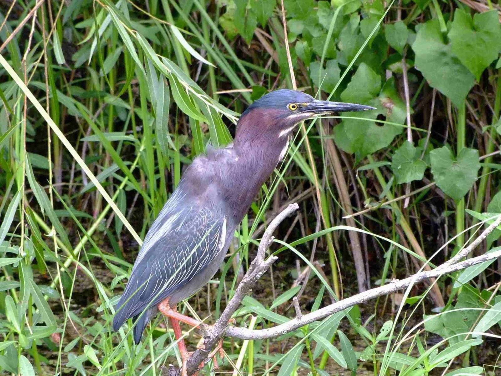 Green Heron