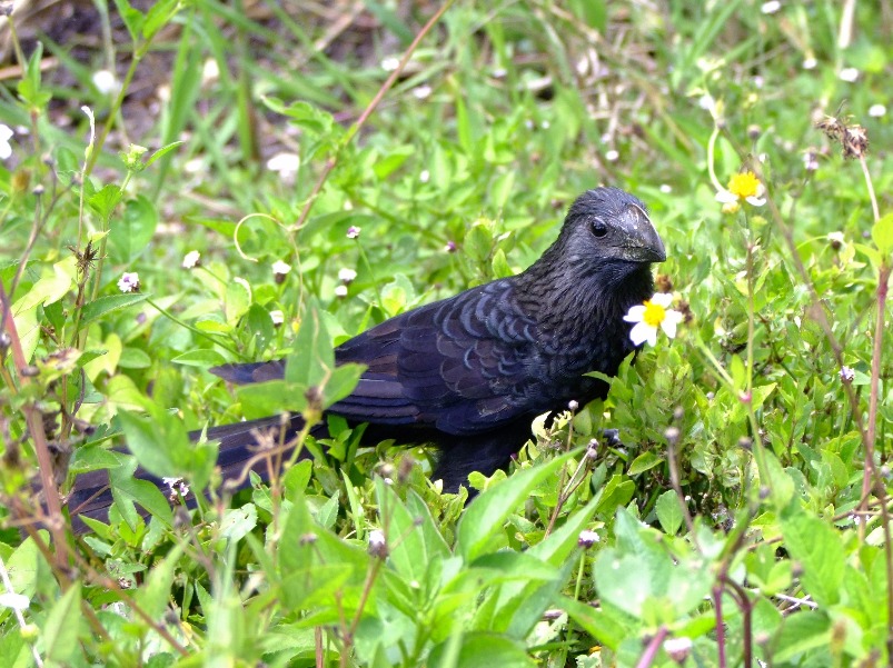 Smooth Billed Ani