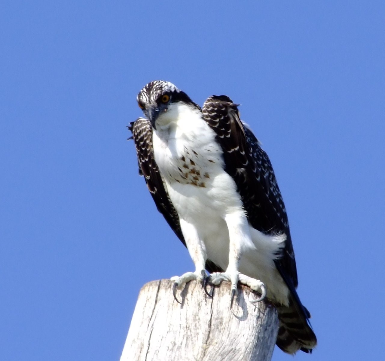 Osprey