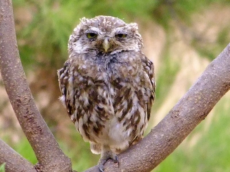 Little Owl