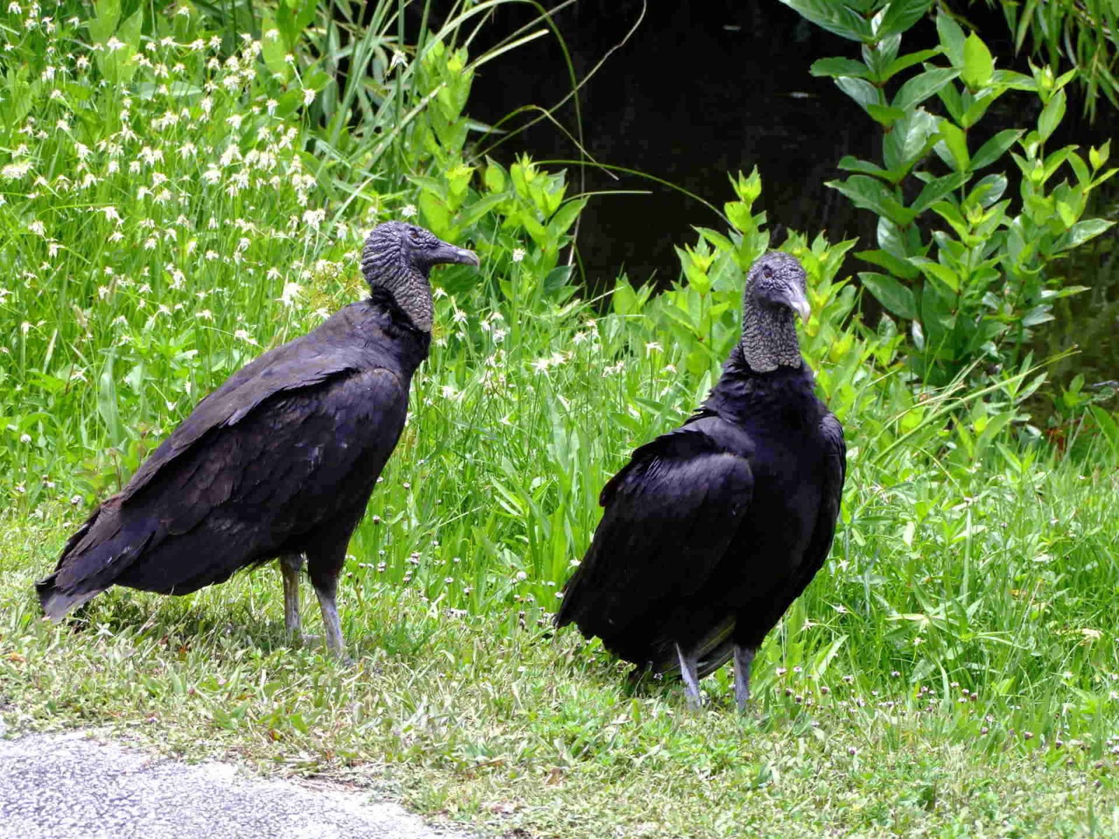 Black Vulture