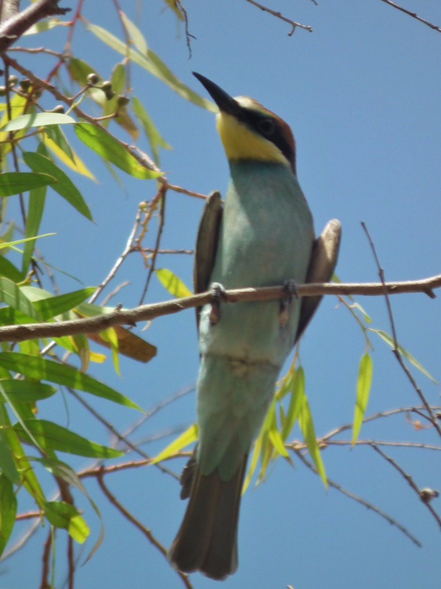 European Bee Eater