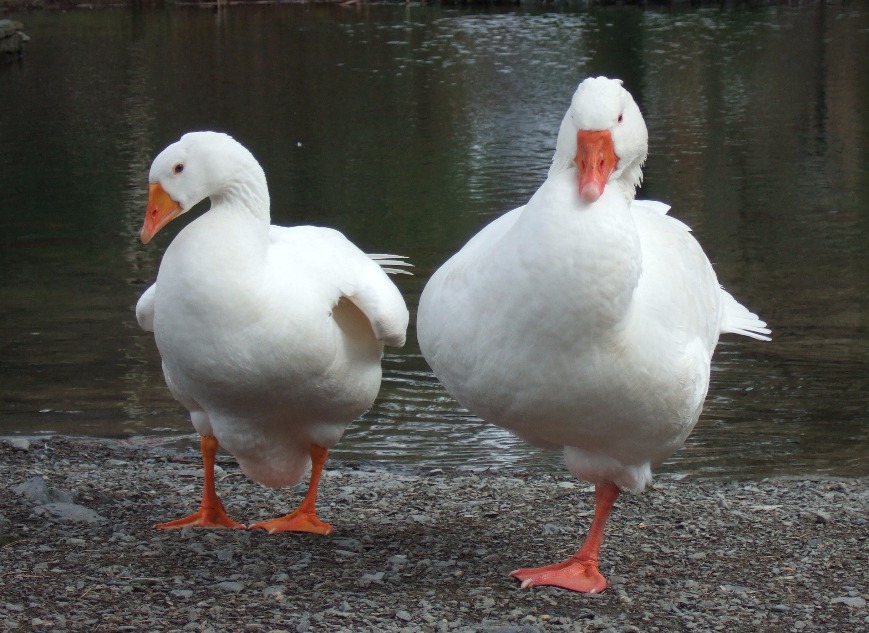 American Pekin Duck