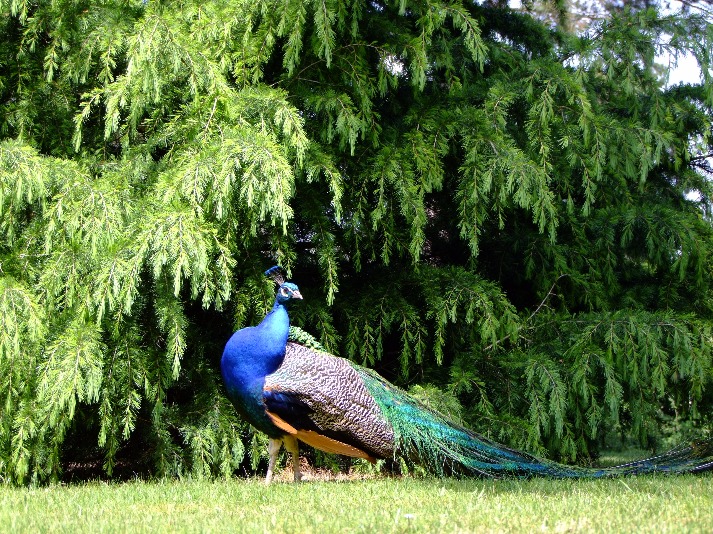 Beautiful Peacock