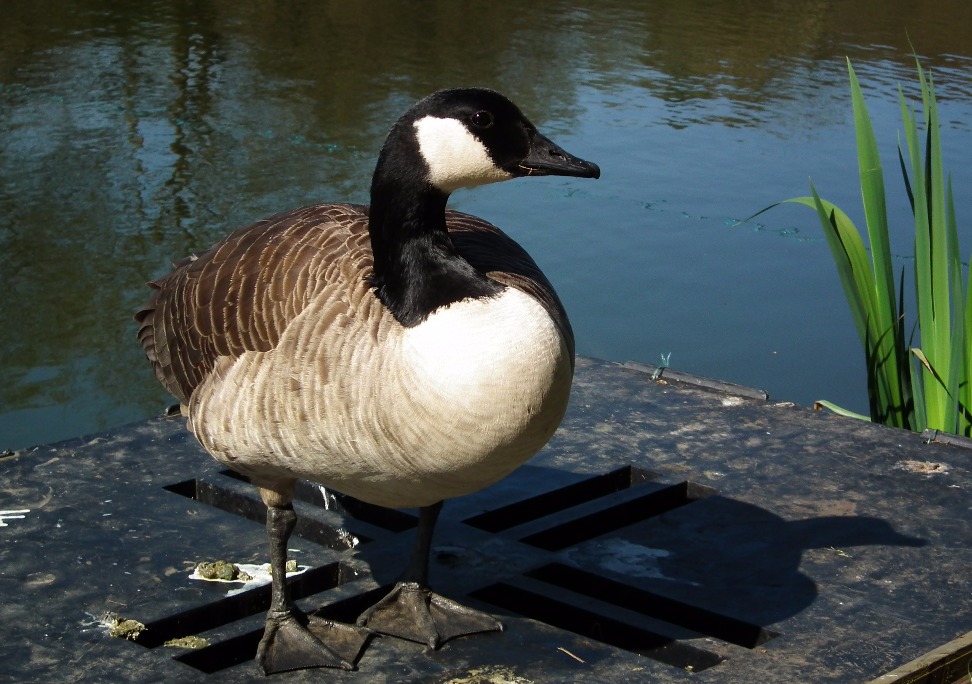 Canadian Goose