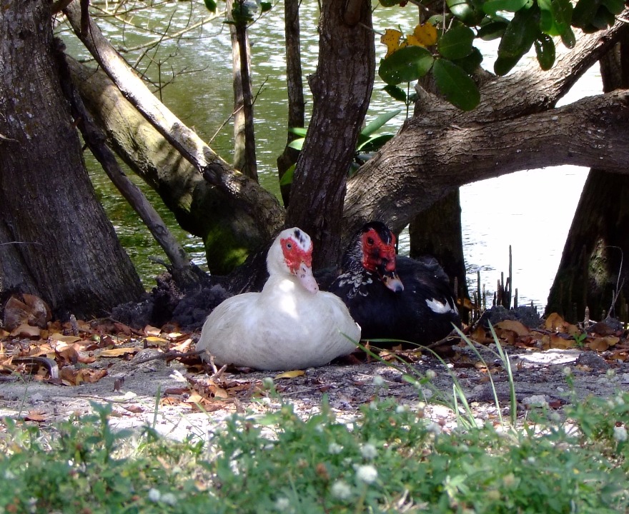 Muscovy Ducks