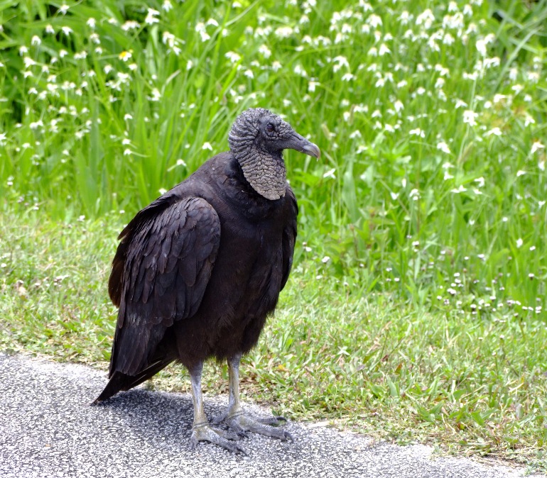 Black Vulture