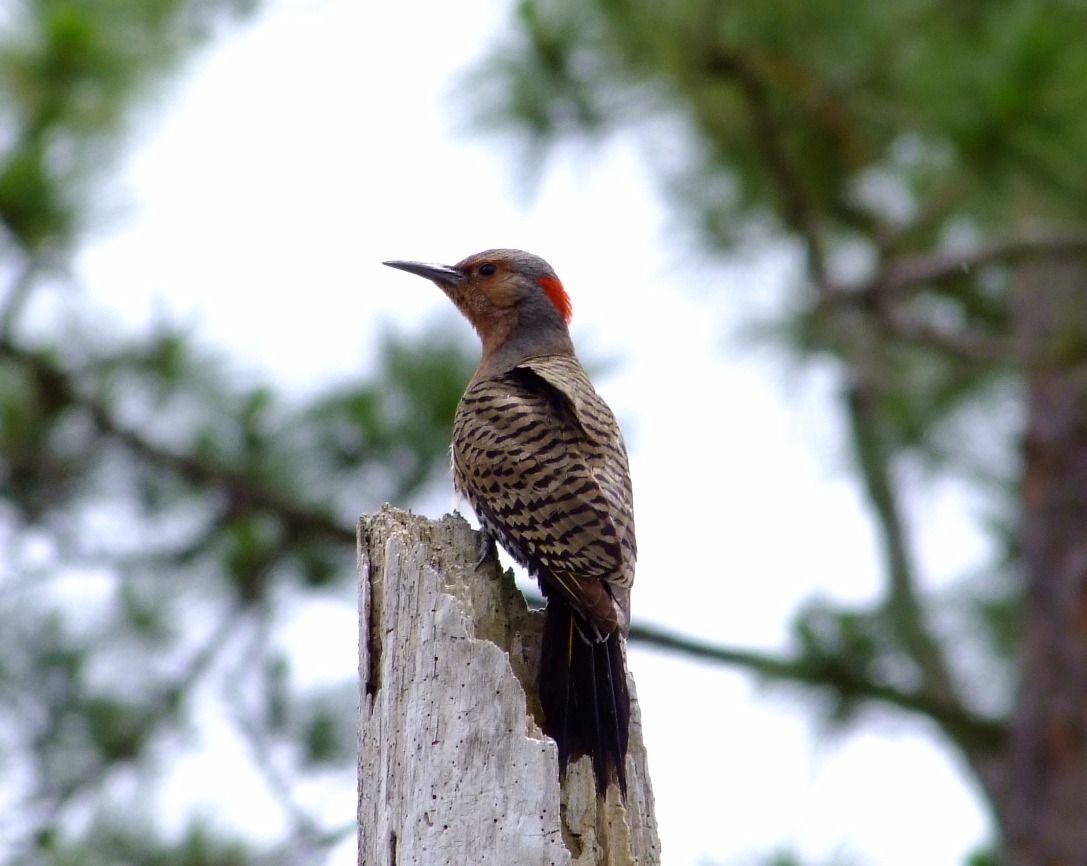 Northern Flicker
