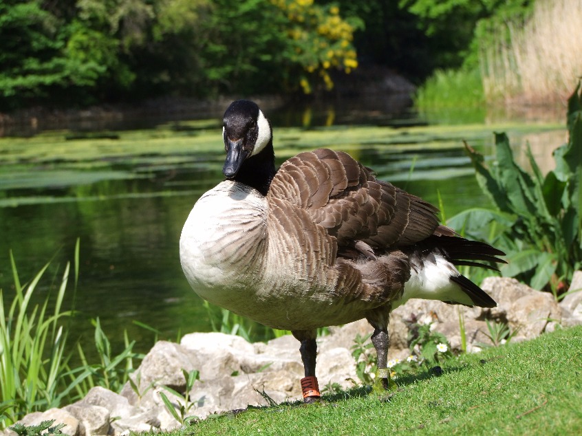 Canadian Goose
