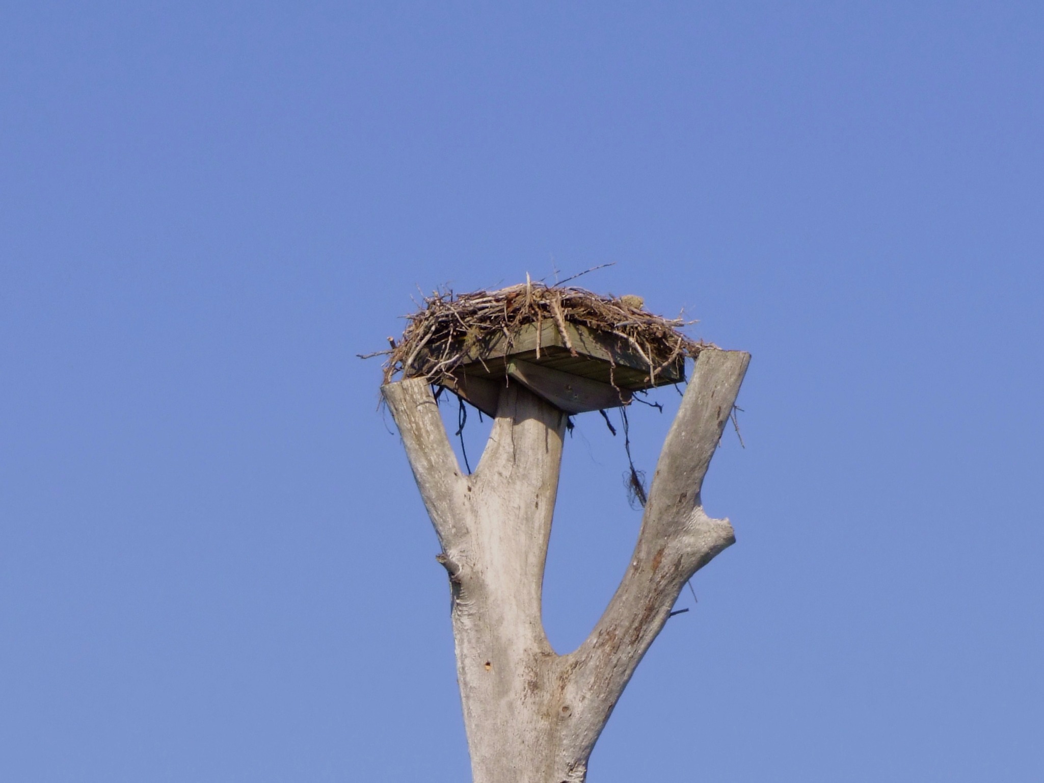 Osprey's Nest