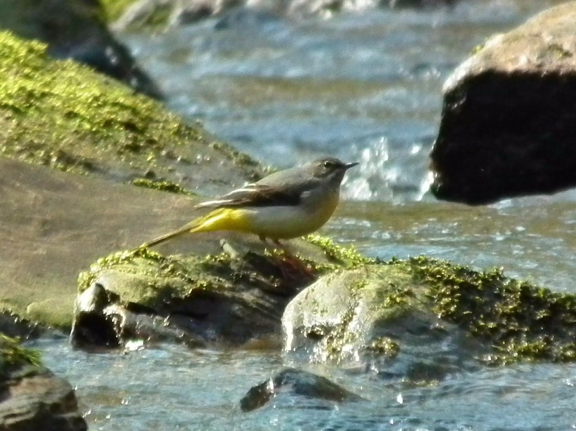Grey Wagtail