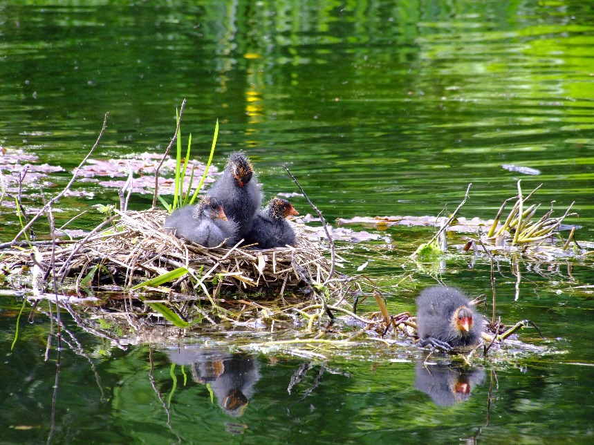 Coot Chicks