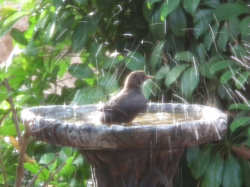 Splashing Time