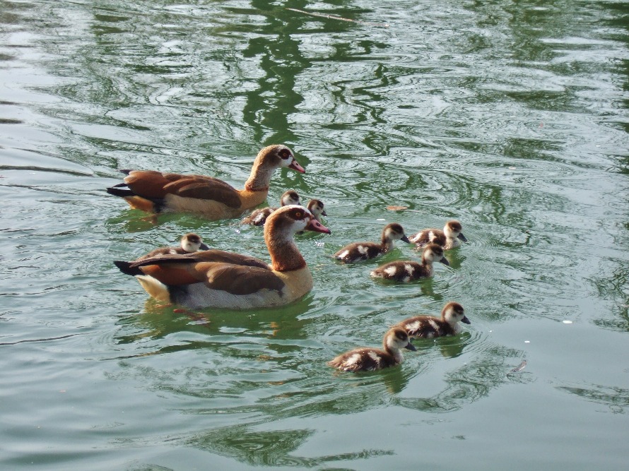 Egyptian Goose Family