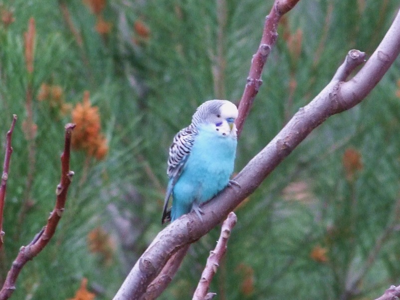 Budgerigar