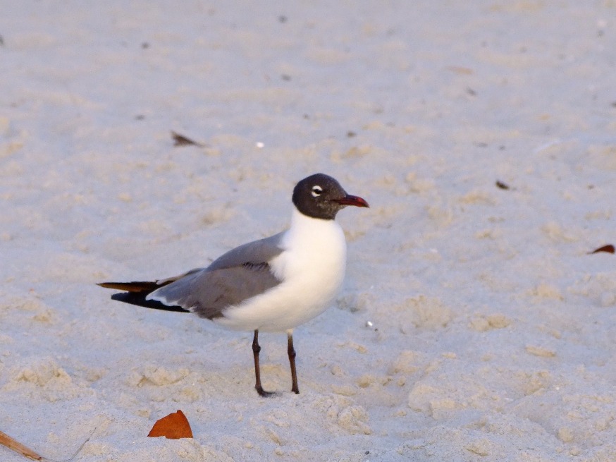 Laughing Gull