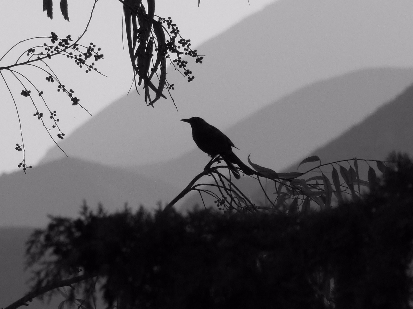 Dawn Chorus