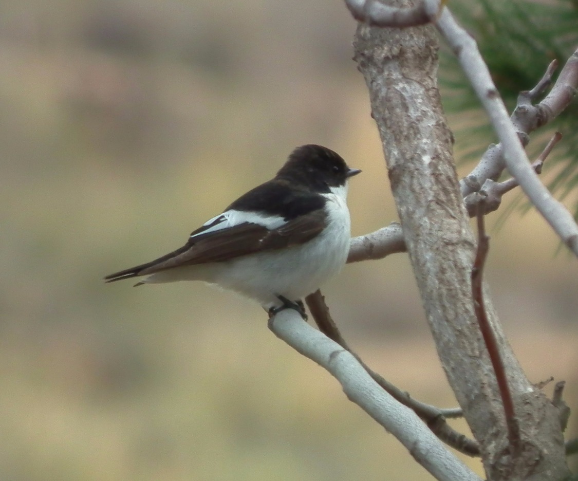 European Pied Flycatcher