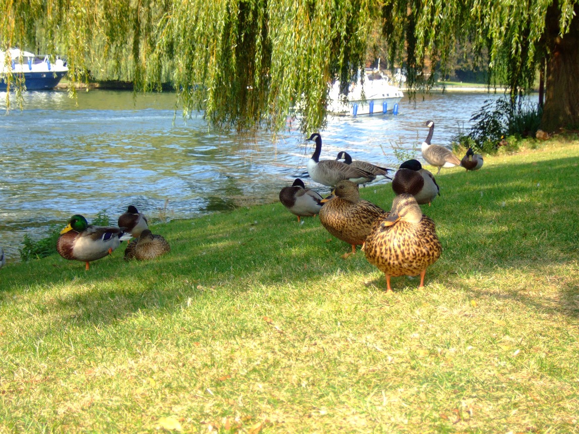 Relaxing By The Thames
