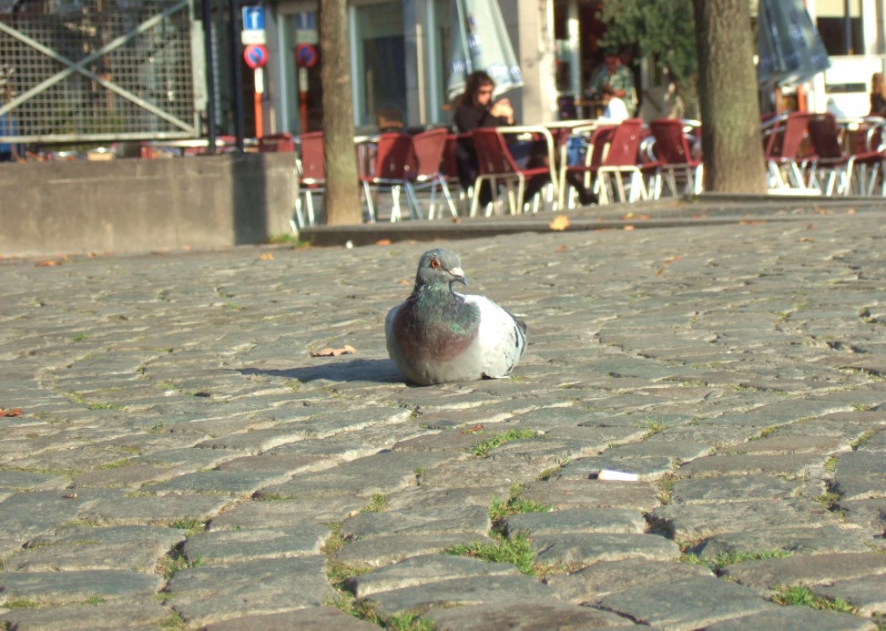 Pigeon