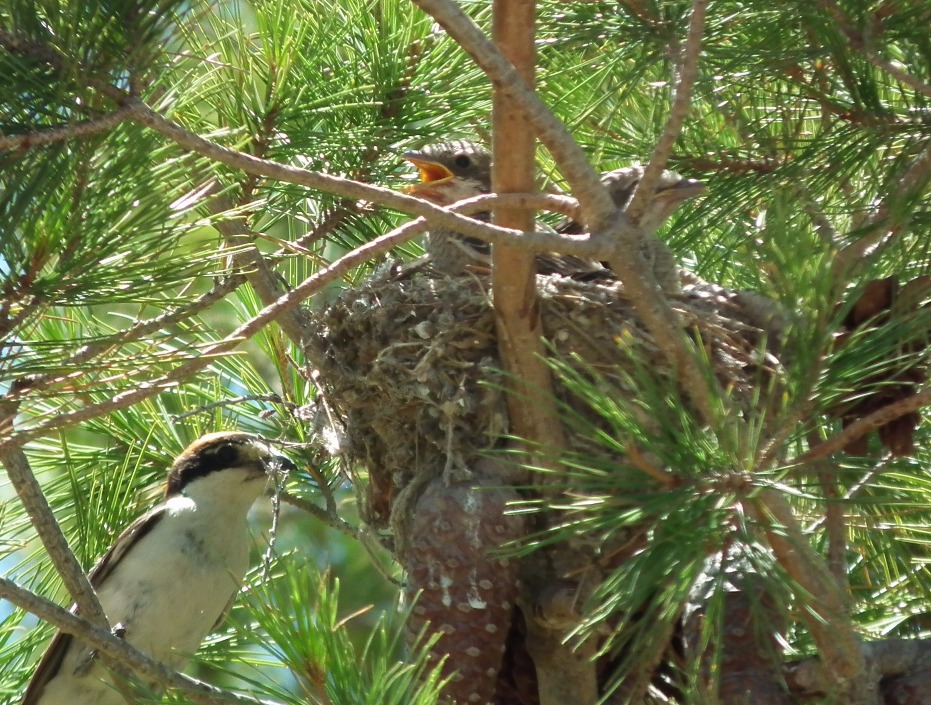 Woodchat Shrikes