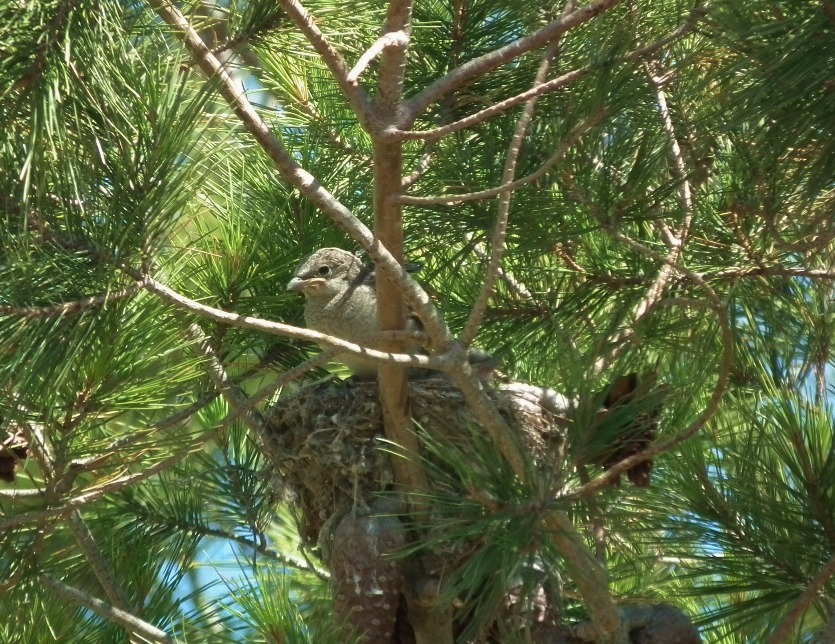 Woodchat Shrike Baby