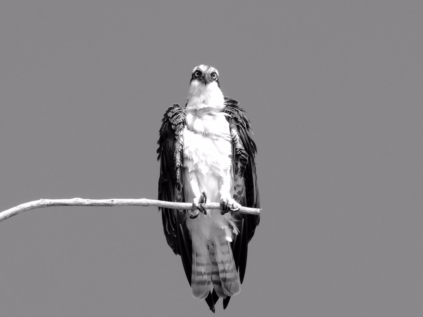 Osprey