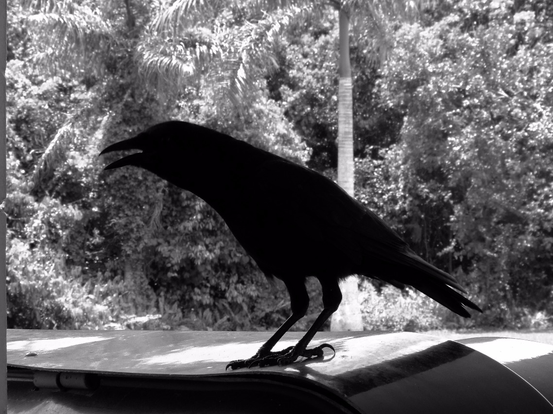 Crow