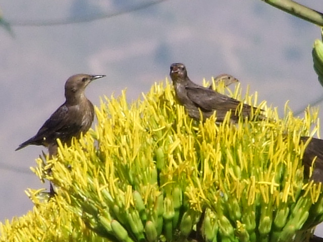 Starlings