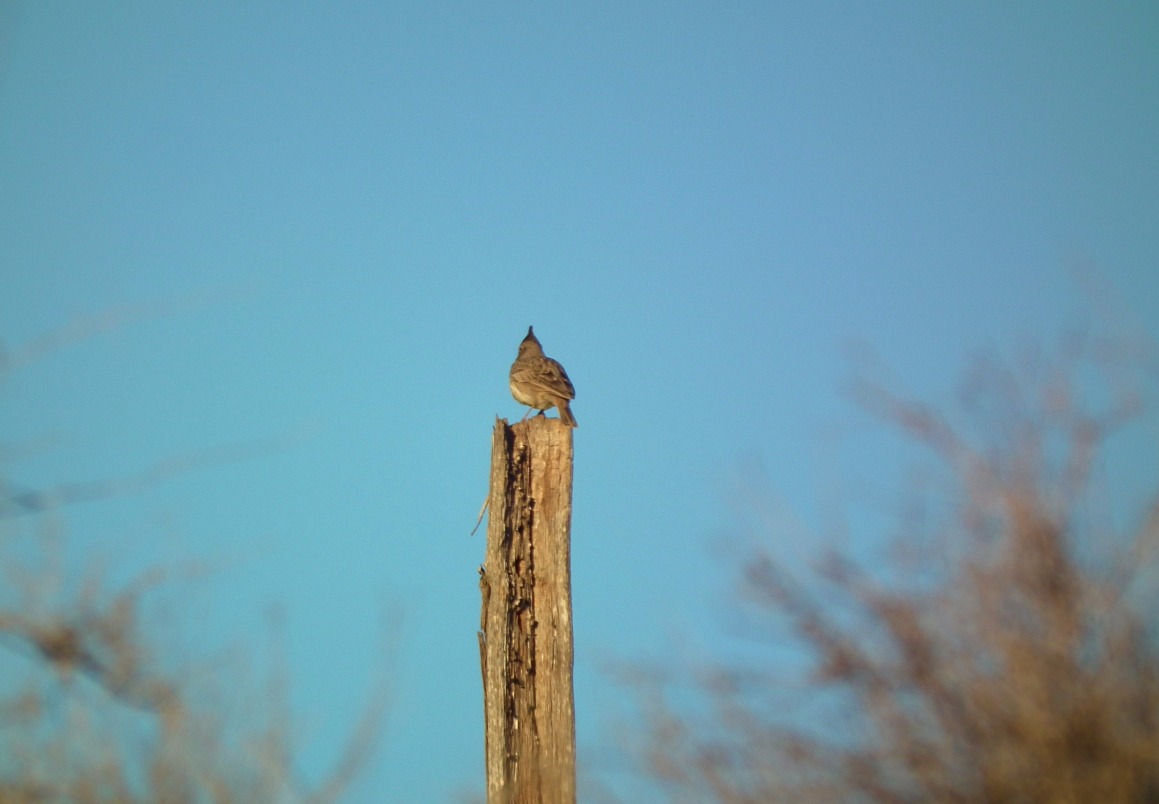 Crested Lark