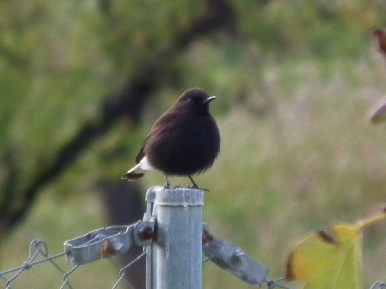 Black Wheatear