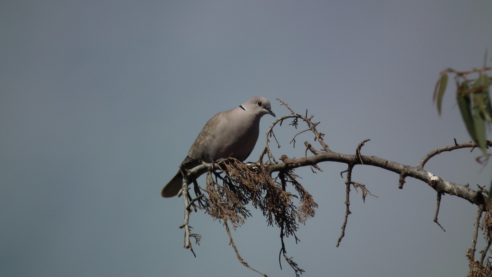 Ring Necked Dove