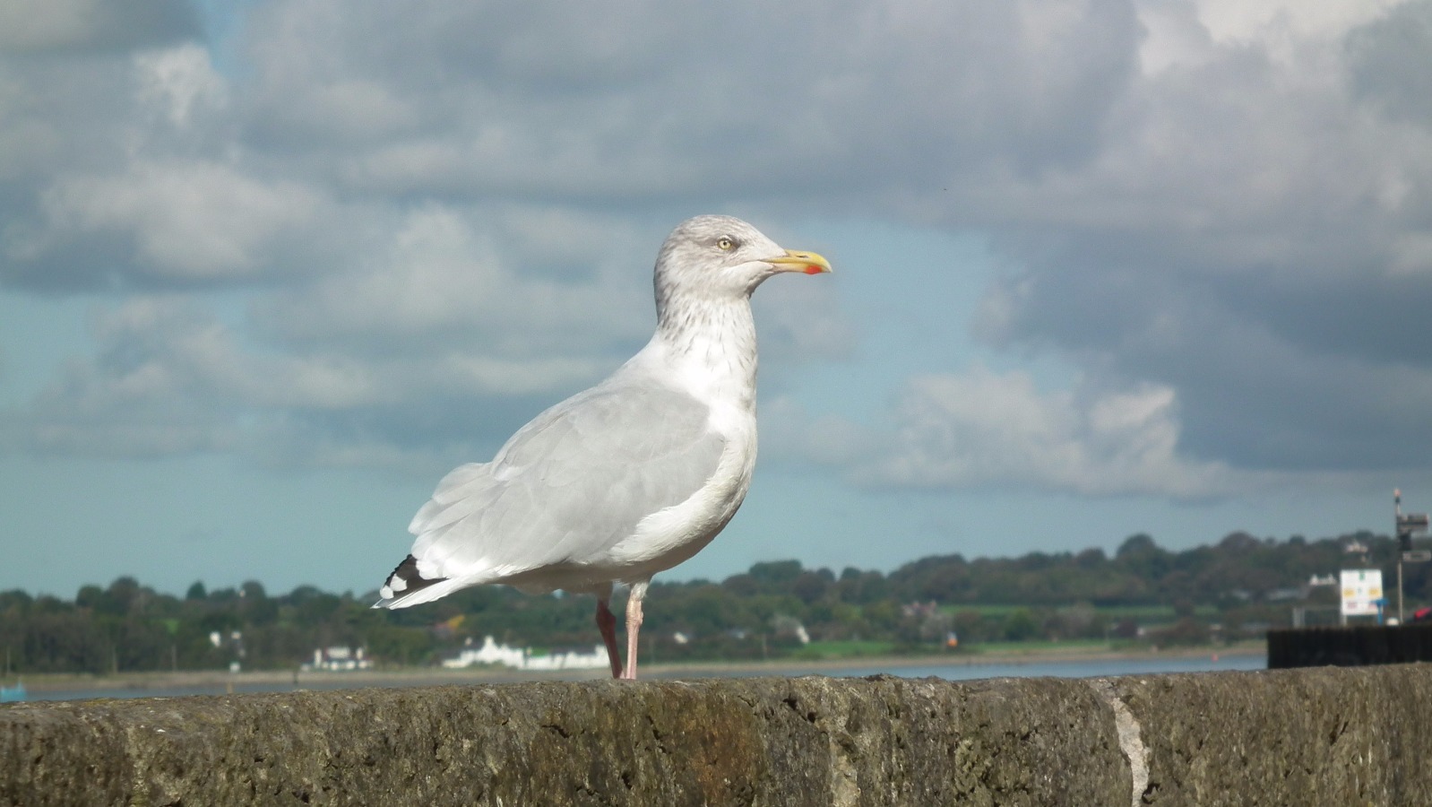 Seagull
