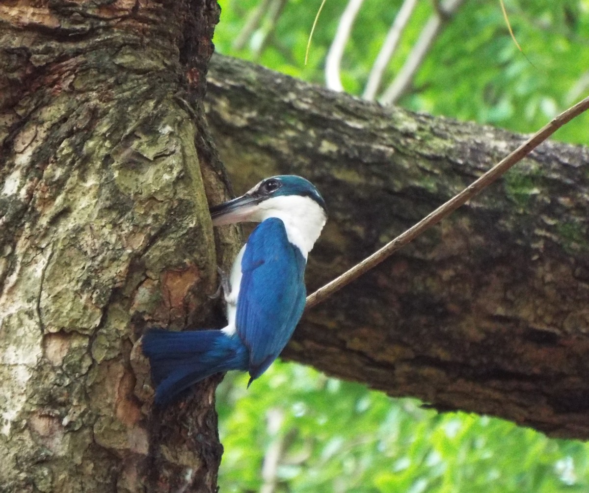 Collared Kingfisher