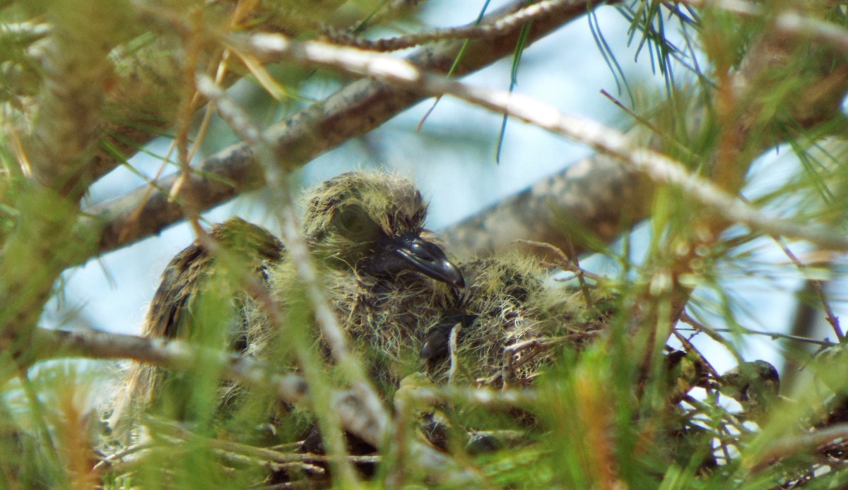Turtle Dove Chicks