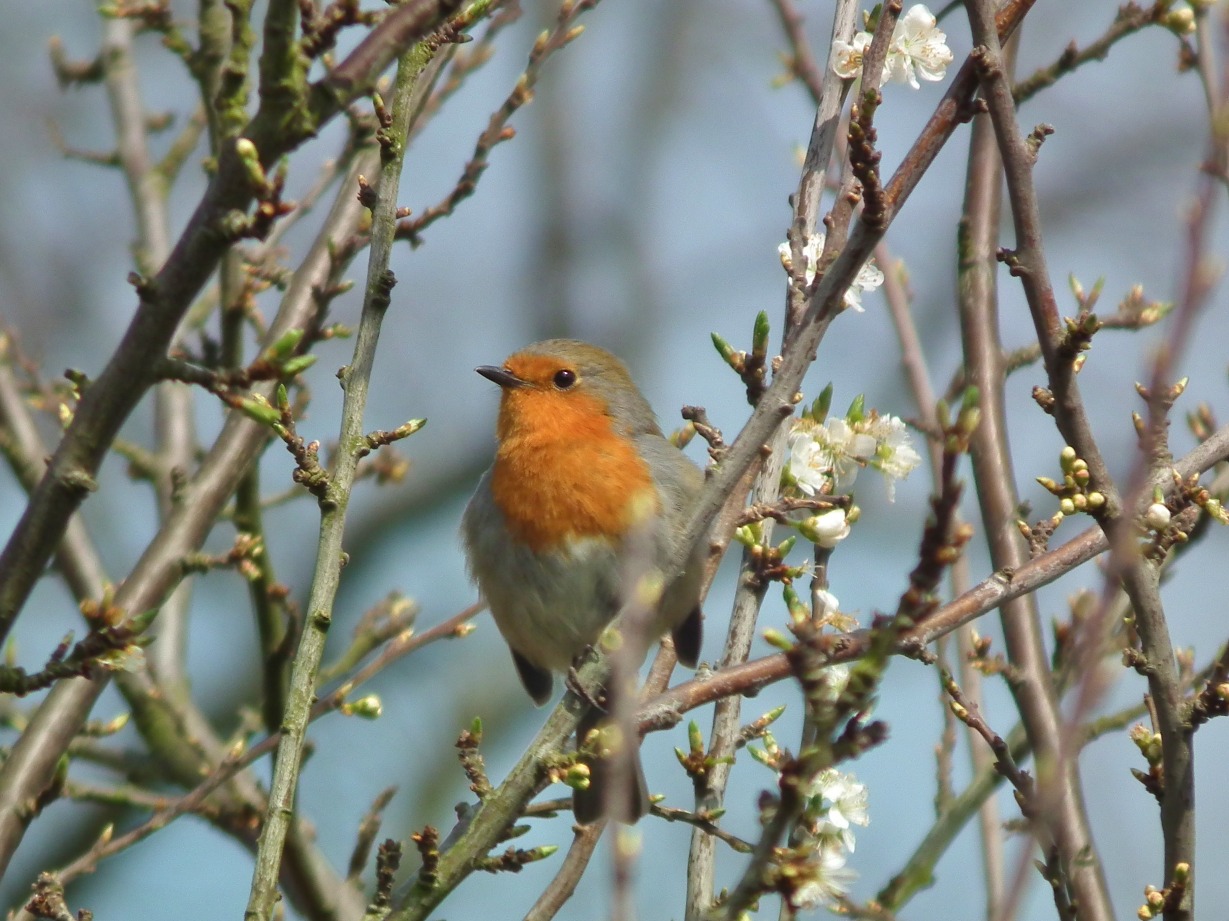 Robin Red Breast