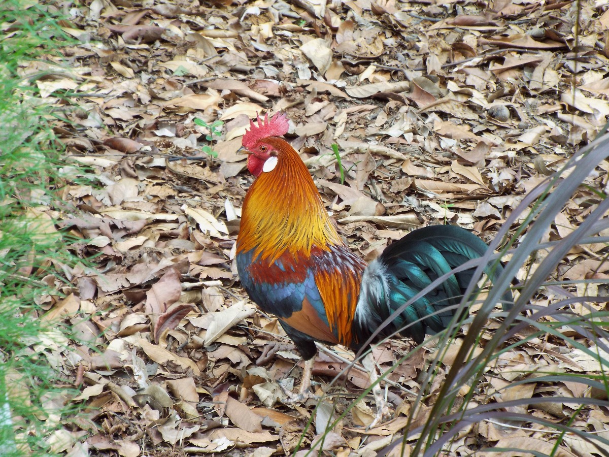 Cock A Doodle Dooo