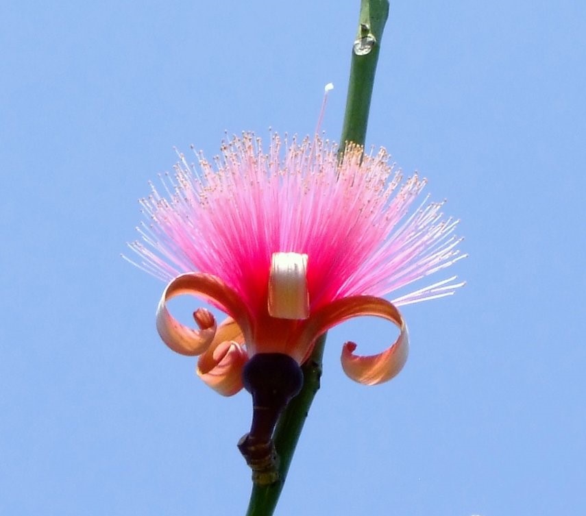 Shaving Brush Flower