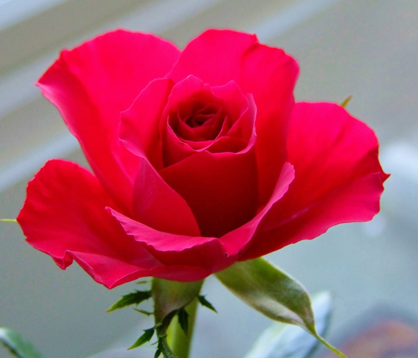 Red Rose