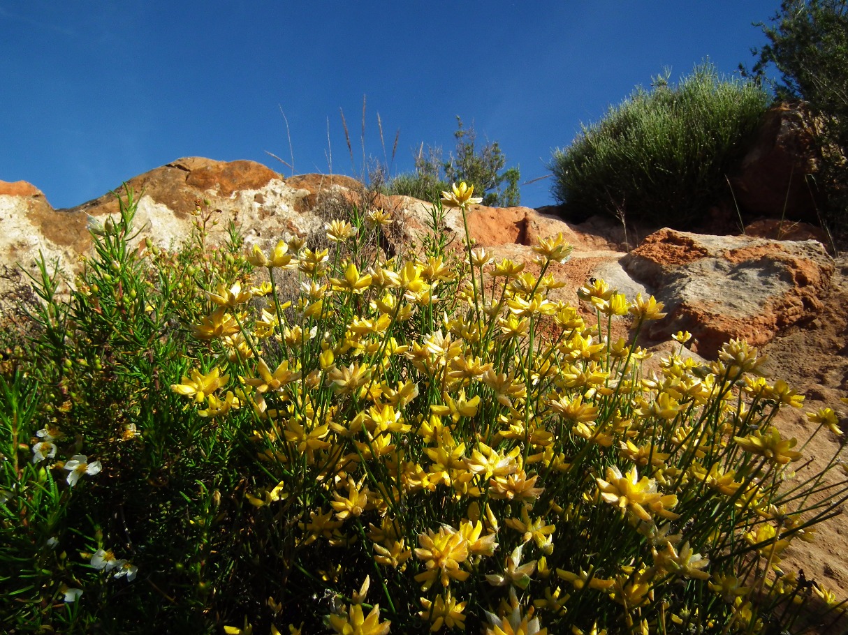 Mediterranean Flowers