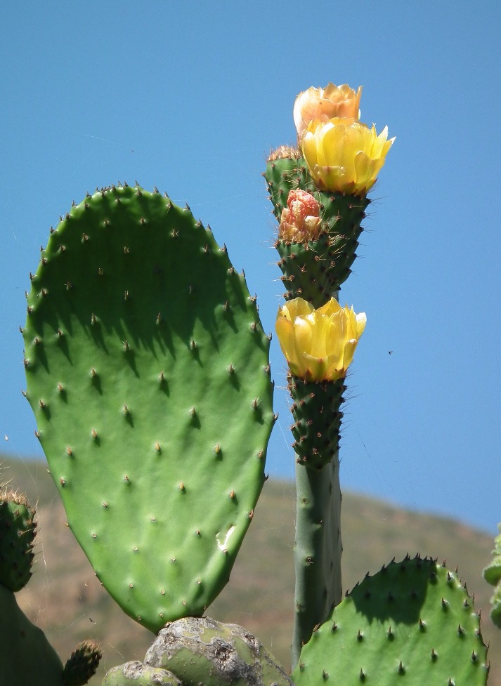 Prickly Pear Flower
