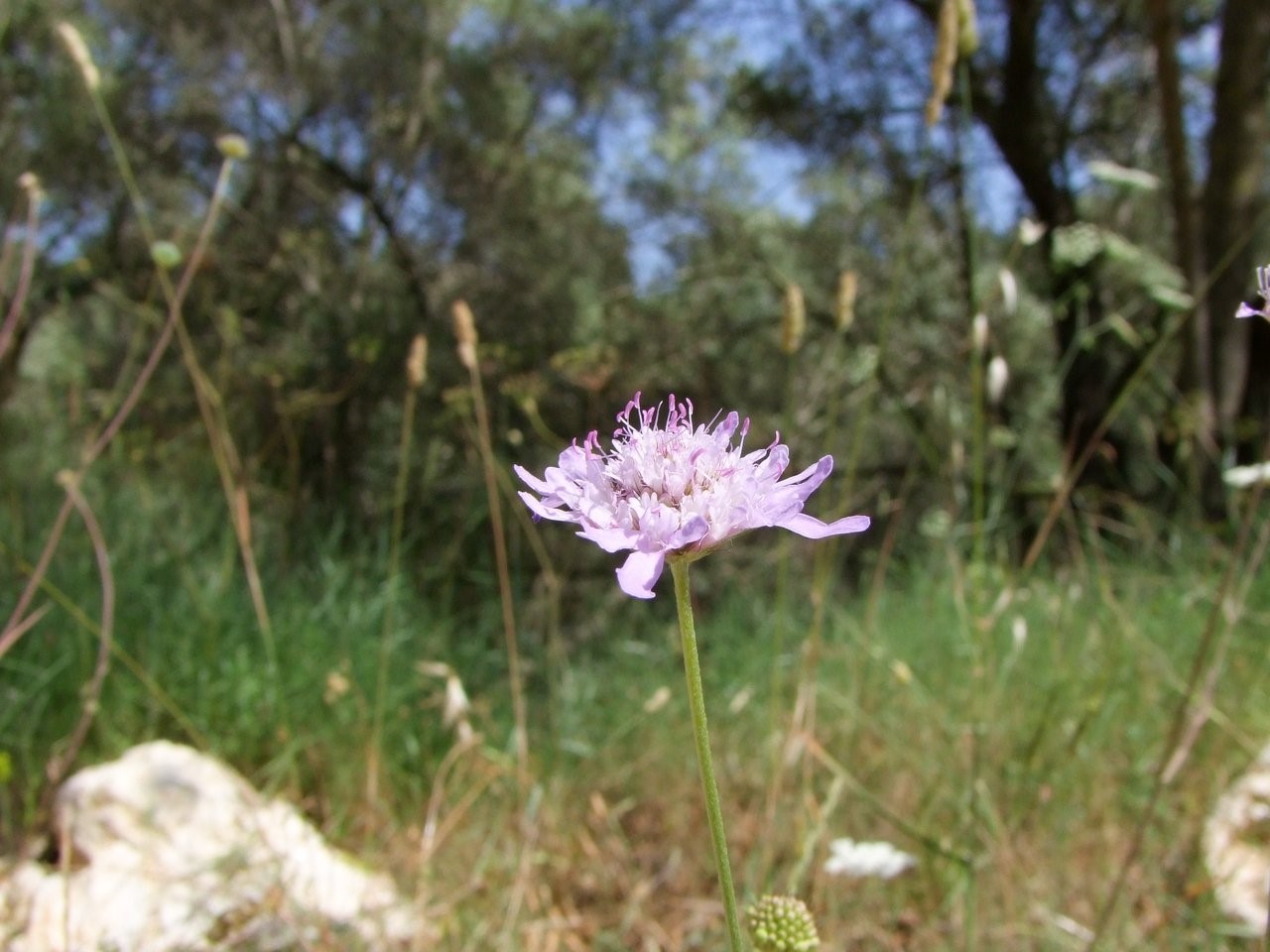 Flower In The Meadow