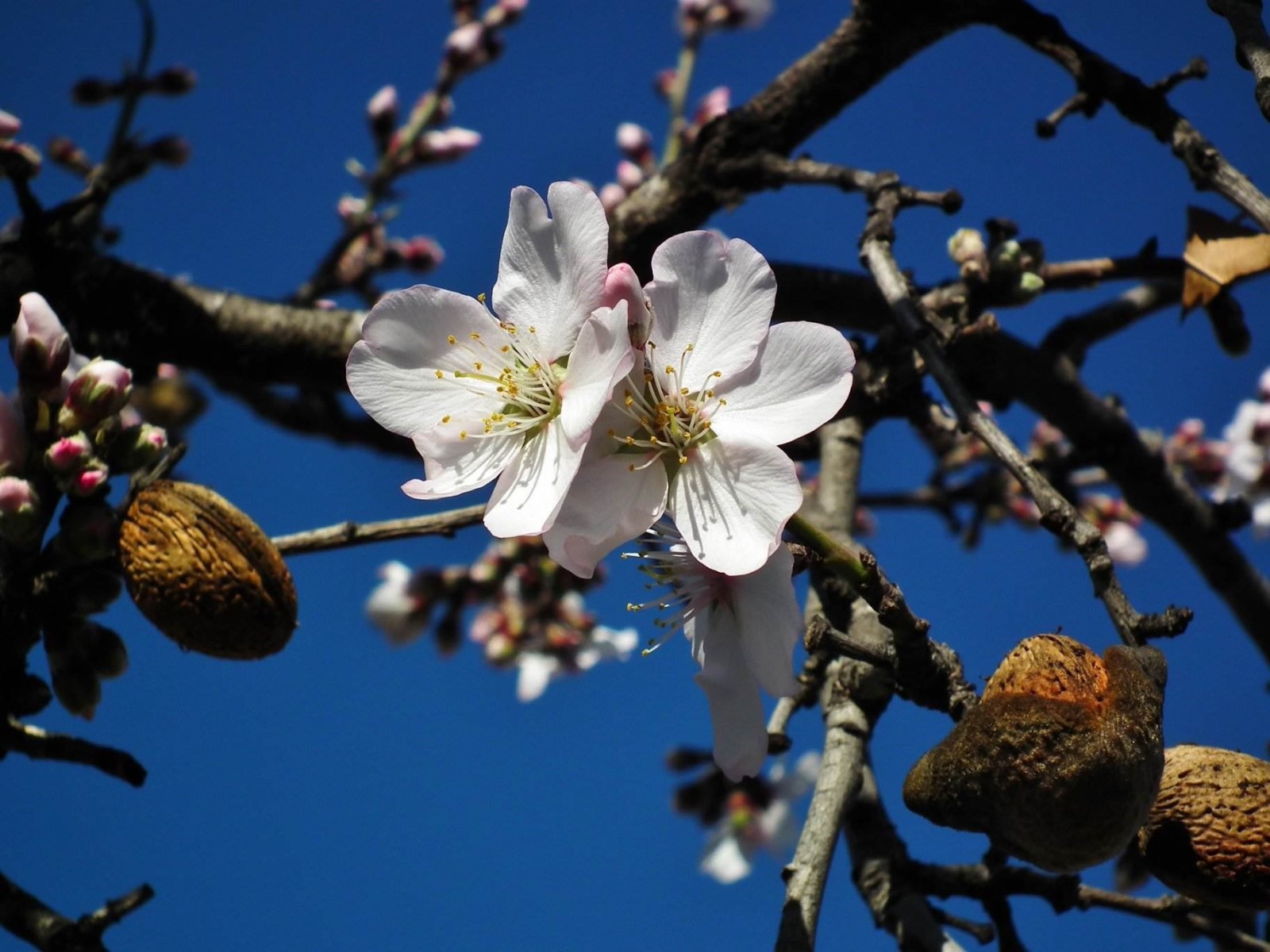 Almond Flowers