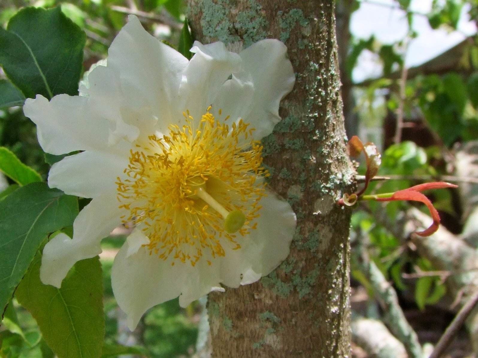 Fried Egg Flower