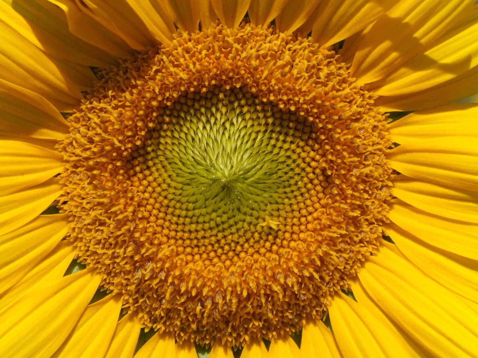 Sunflower Heart