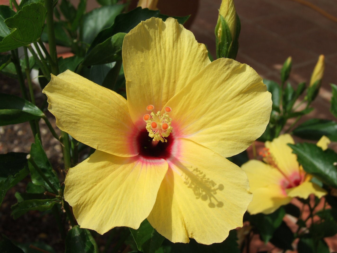 Yellow Hibiscus