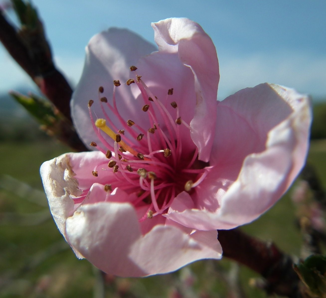 Cherry Blossom