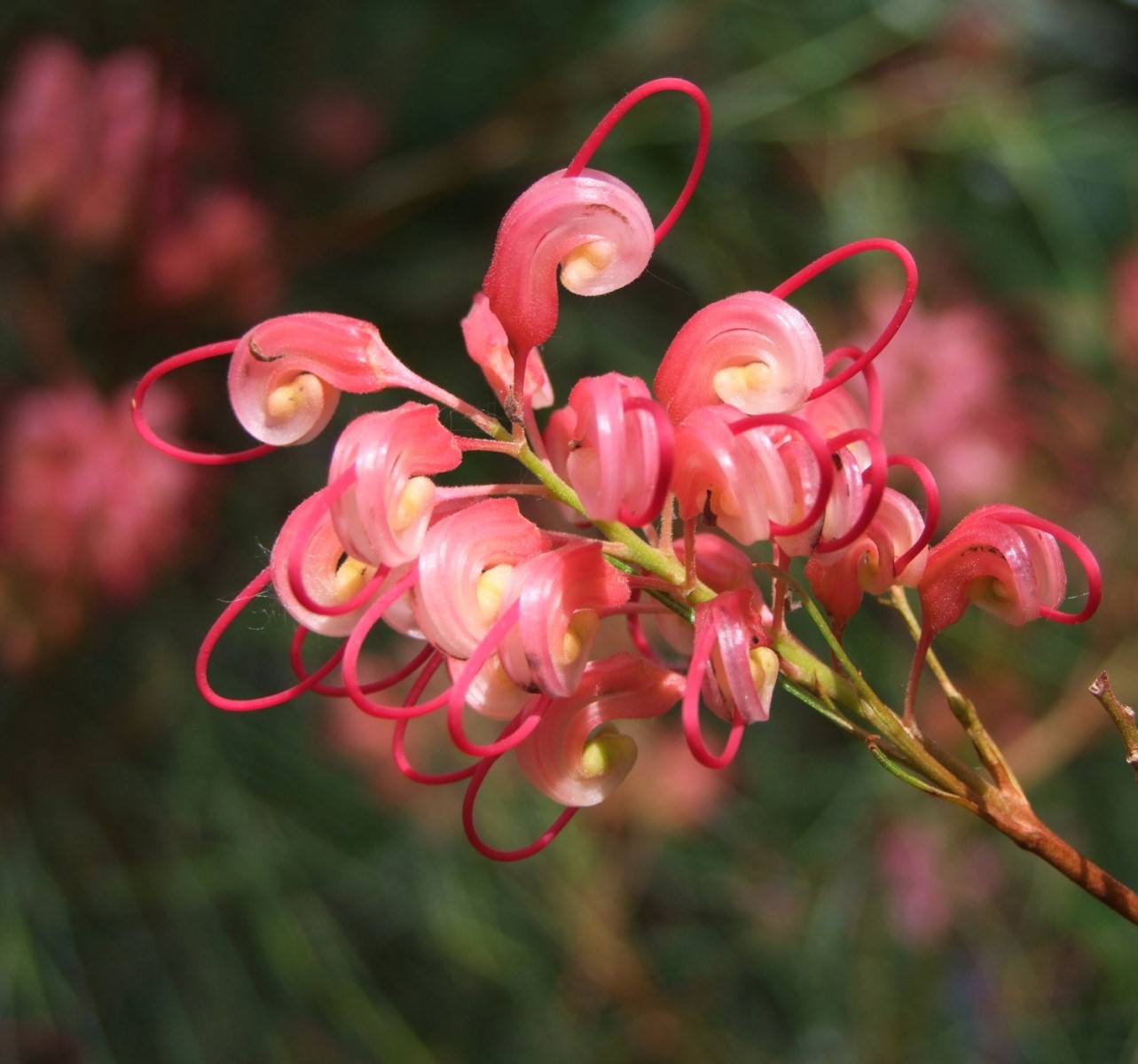 Curly Pinks